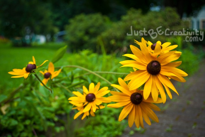 Yellow Daisies. Photograph. July 2013.