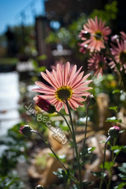 Fall Bloom. Photograph. October, 2013.