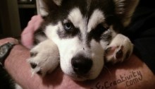 Husky Puppy
