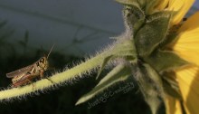 Cricket on a Sunflower; bug on a flower.