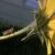 Cricket on a Sunflower; bug on a flower.